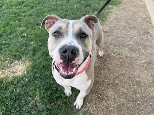 HAVEN - Pit Bull Terrier available for adoption