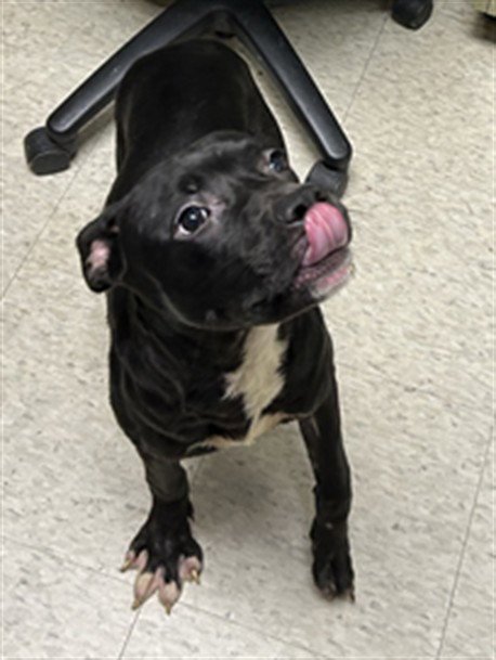 A219206 - Pit Bull Terrier available for adoption