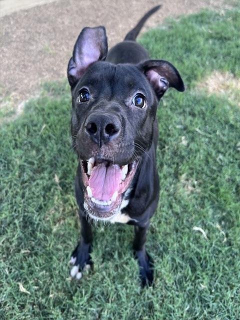 DUCKY - Pit Bull Terrier available for adoption