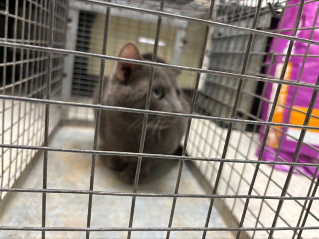 ASHER - Russian Blue available for adoption