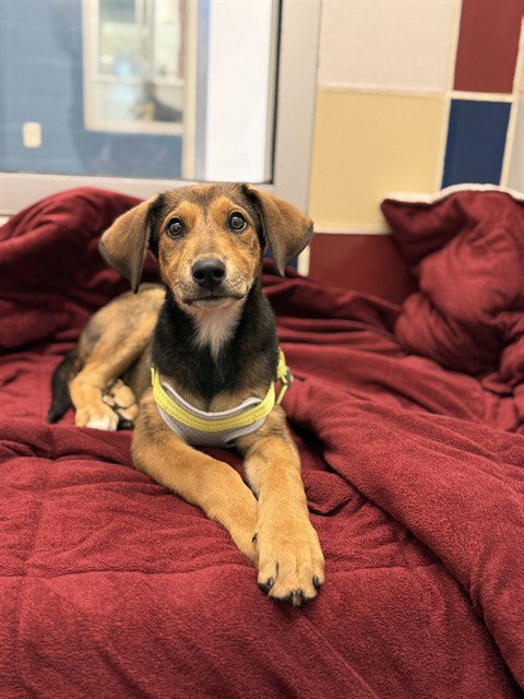 HANNAH - English Coonhound available for adoption