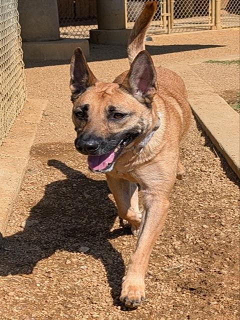 MIA - Belgian Shepherd Malinois available for adoption