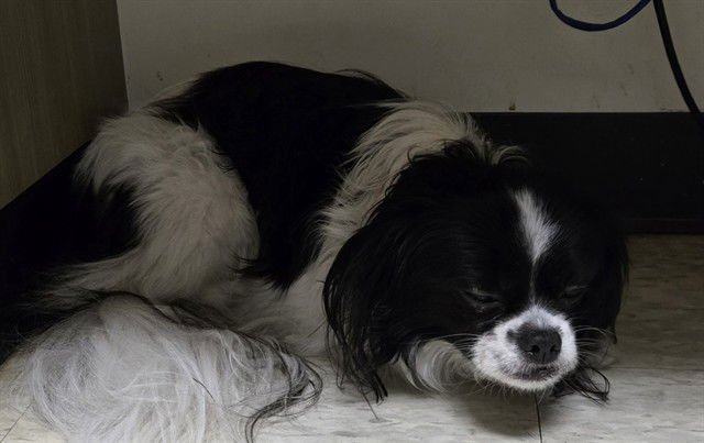 ARIAL - Japanese Chin / Pekingese available for adoption