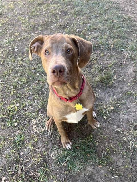 RASCAL - Catahoula Leopard Dog available for adoption