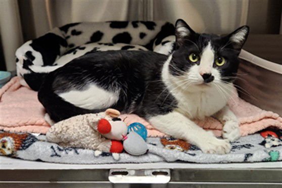 OREO - Domestic Short Hair available for adoption