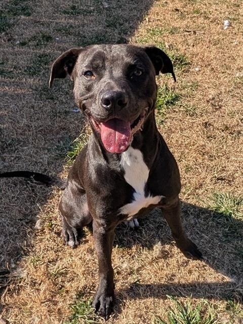 ROCKY - Pit Bull Terrier available for adoption