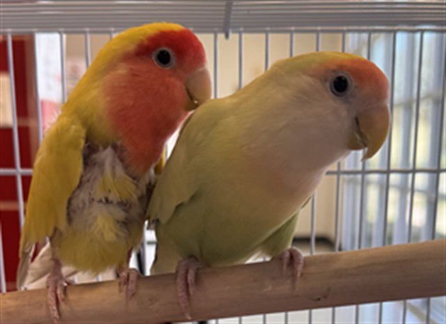 WET - Lovebird available for adoption