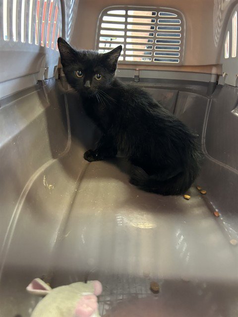 COOPER Image