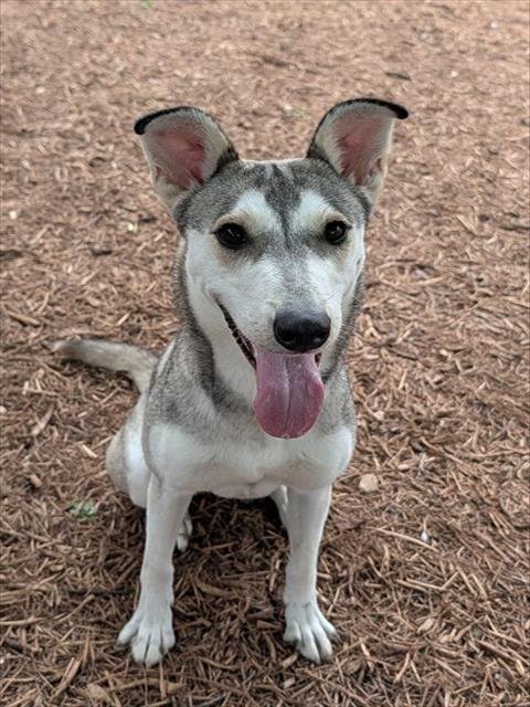 RUBY - Siberian Husky available for adoption