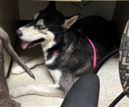 LARAMIE - Husky available for adoption