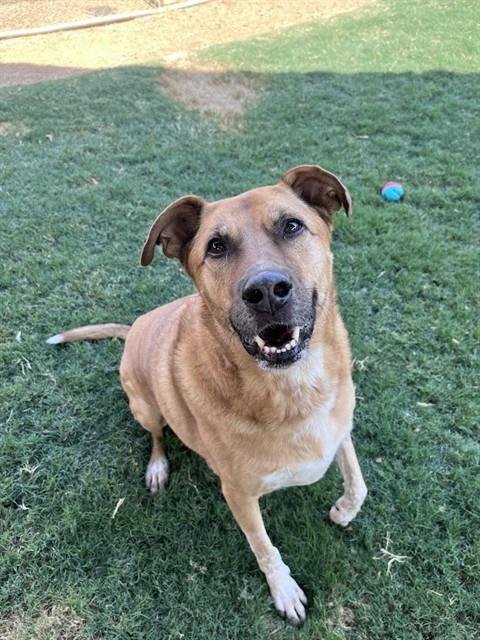 BENSON - German Shepherd Dog / Labrador Retriever available for adoption