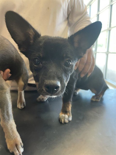 RIVER - Chihuahua available for adoption