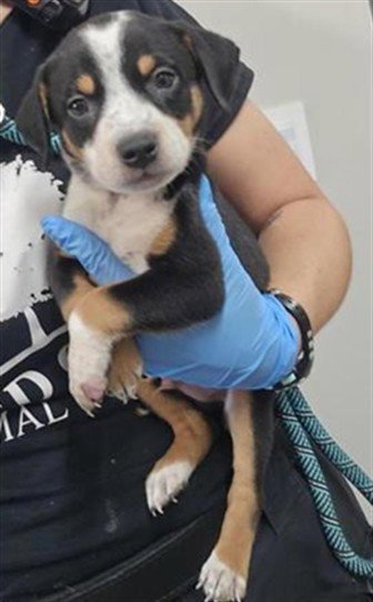 BENSON - Australian Cattle Dog/Blue Heeler available for adoption