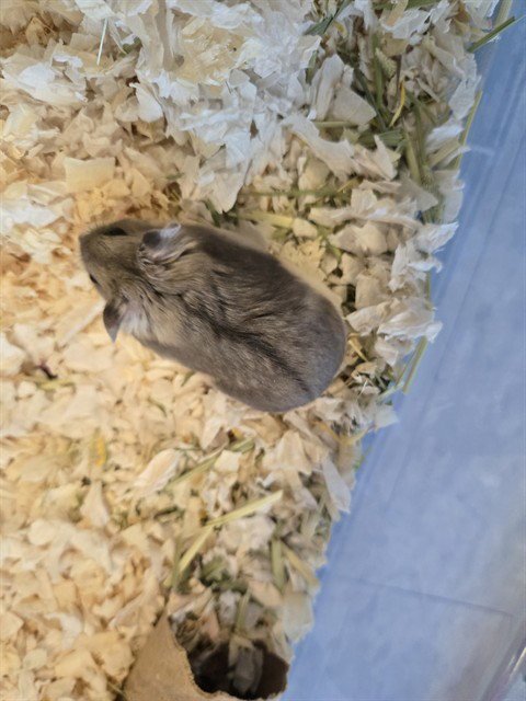 NENA - Hamster available for adoption