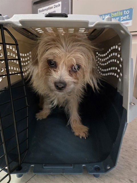 DOLLY - Norfolk Terrier available for adoption