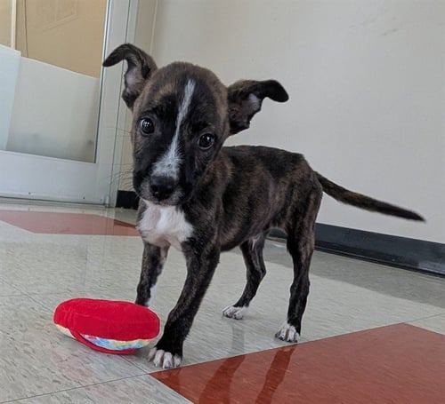 TIM - Pit Bull Terrier available for adoption