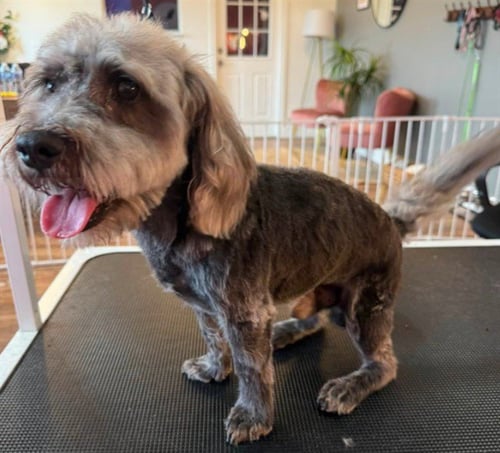 CHRISTIAN - Miniature Schnauzer available for adoption
