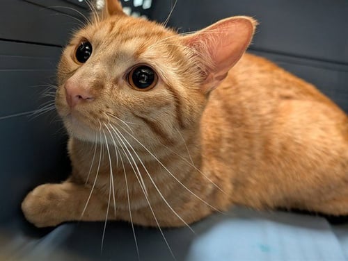 MIKEY - Domestic Short Hair available for adoption
