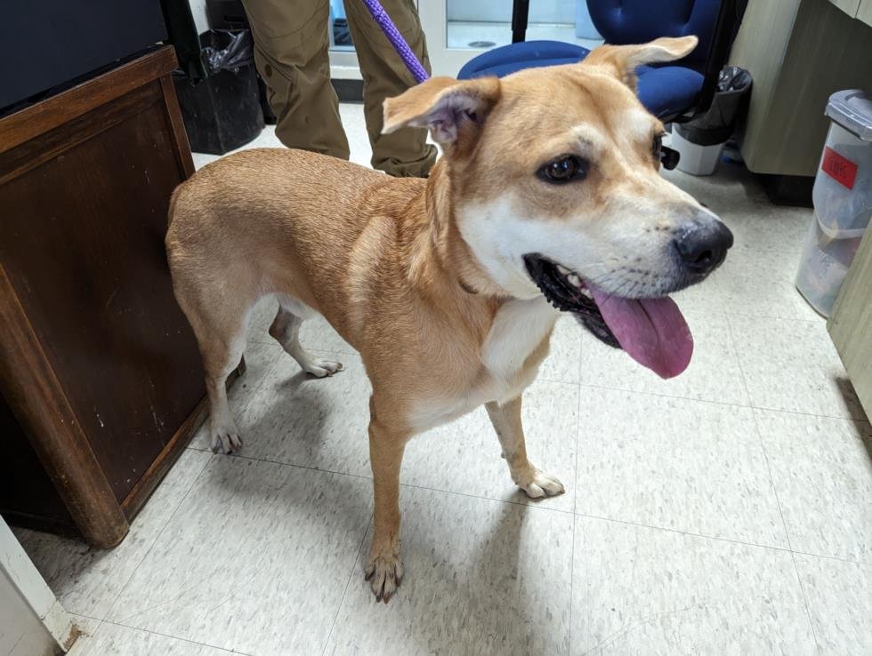 WHISKEY - Labrador Retriever available for adoption