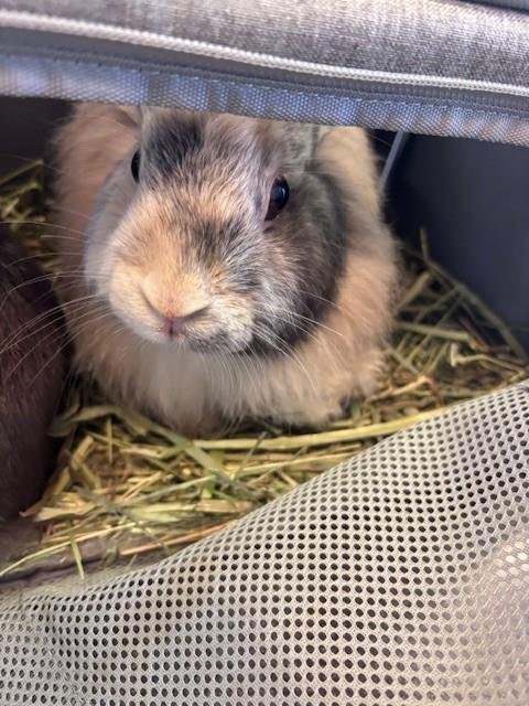 PUMPKIN - Lionhead available for adoption