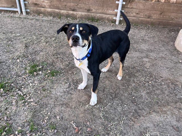 JESTER - Treeing Walker Coonhound available for adoption