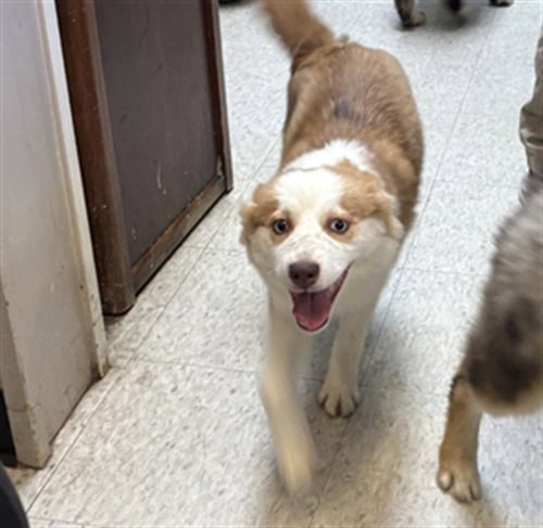 LAILA - Pomeranian / Husky available for adoption