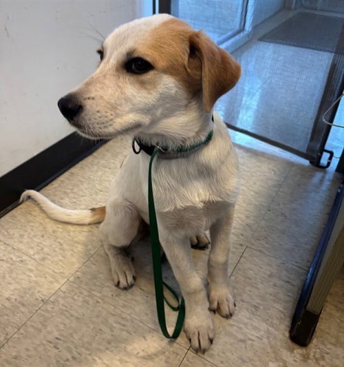 AMERIE - Pointer / Great Pyrenees available for adoption