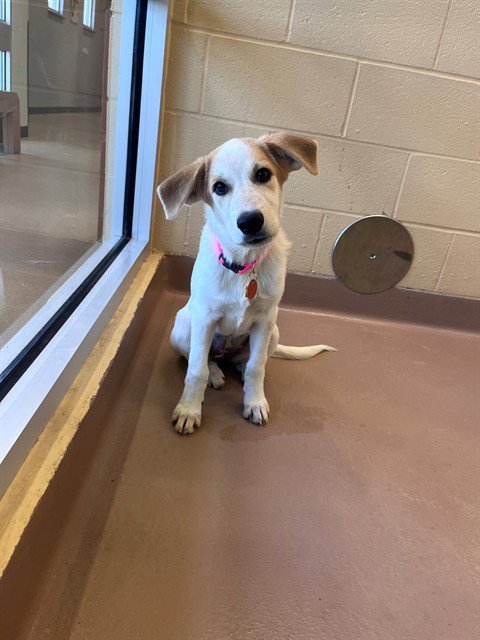 AMERIE - Pointer / Great Pyrenees available for adoption