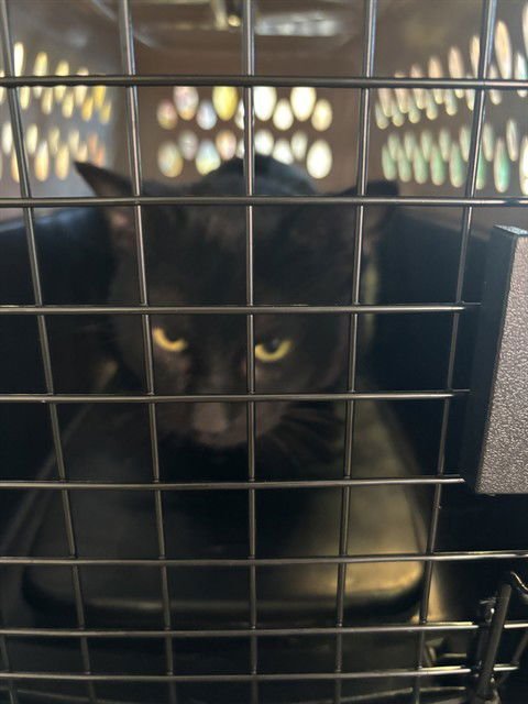 A215083 - Domestic Short Hair available for adoption