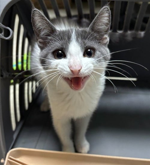 FIGGIE - Domestic Short Hair available for adoption