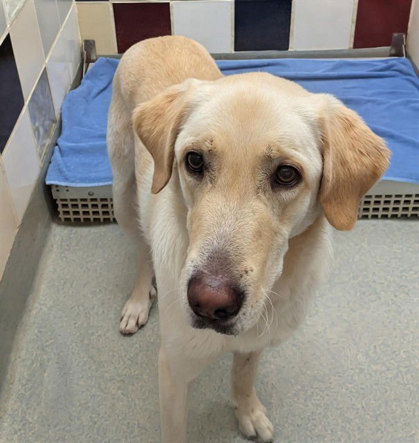 PEACHES - Golden Retriever available for adoption