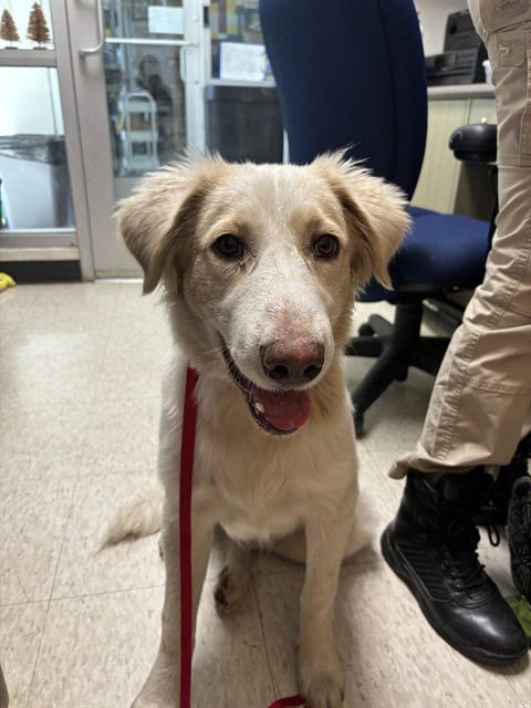 CAM - Golden Retriever available for adoption