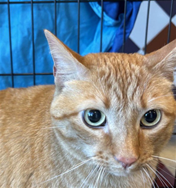 CHEDDAR - Domestic Short Hair available for adoption