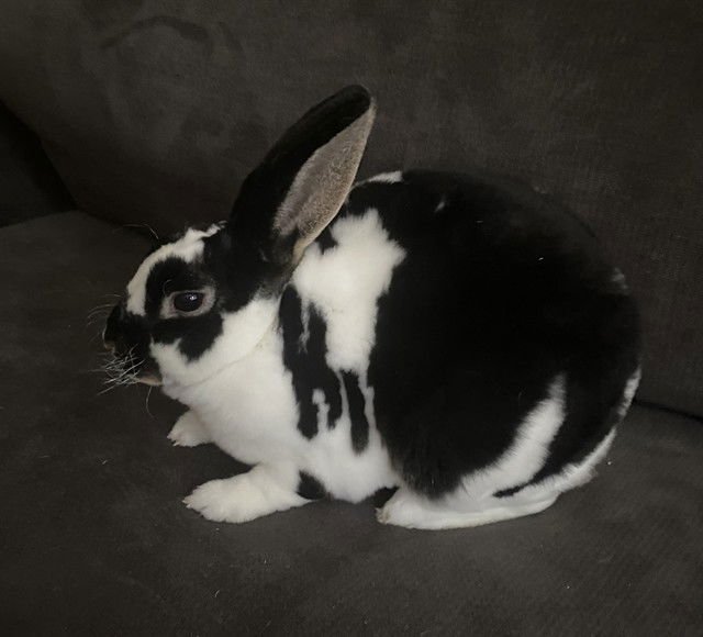JELLY BEAN - Shorthaired Rabbit available for adoption