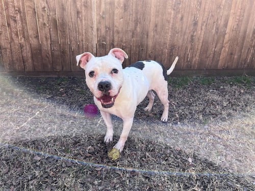 SPOT - Pit Bull Terrier available for adoption