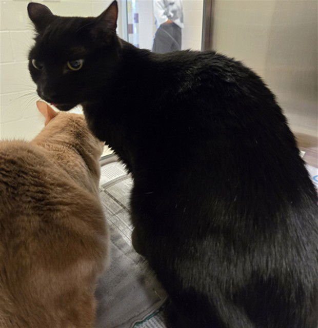 MORDEKAI - Domestic Short Hair available for adoption