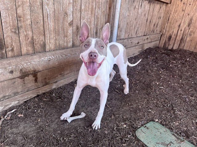 RAZOR - Pit Bull Terrier available for adoption