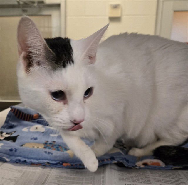 TALLY - Domestic Short Hair / Snowshoe available for adoption