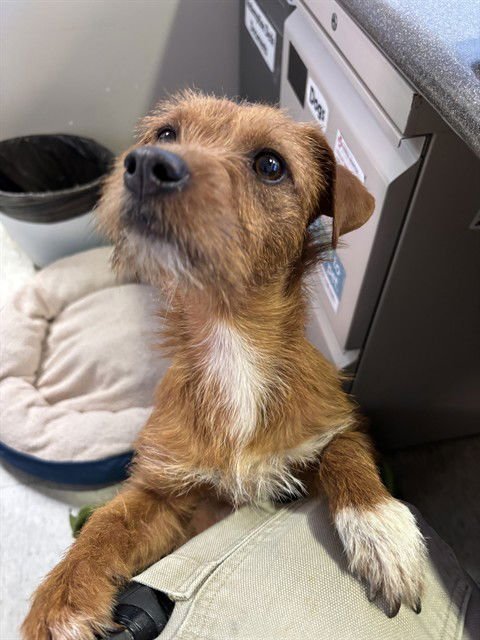 CHLOE - Norfolk Terrier available for adoption