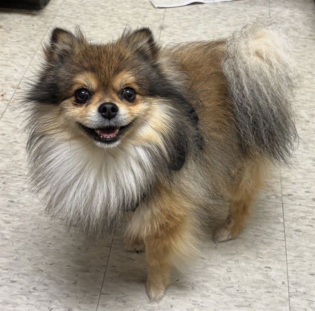 A216204 - Pomeranian available for adoption