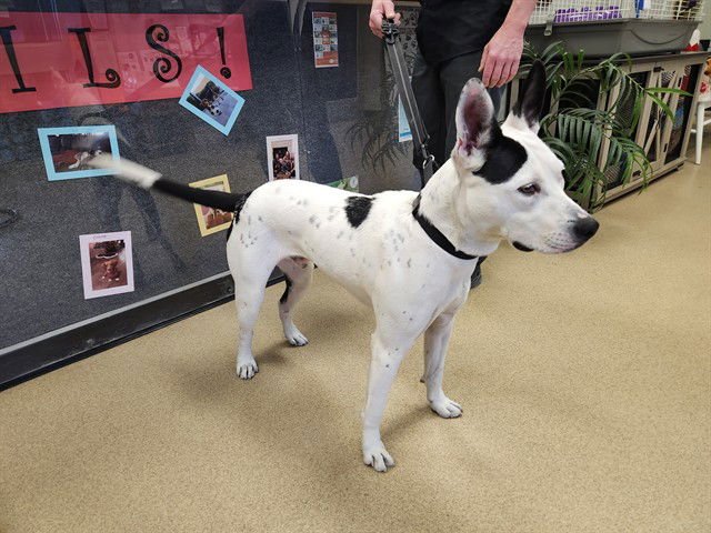 BONES - Pit Bull Terrier available for adoption