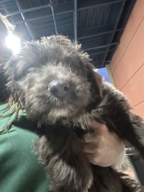DELLA - Border Collie / Schnauzer available for adoption