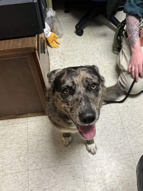 JUPITER - Australian Cattle Dog/Blue Heeler available for adoption