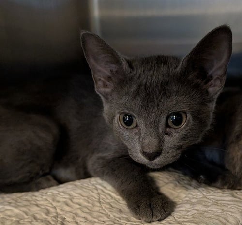 A219146 - Domestic Short Hair available for adoption