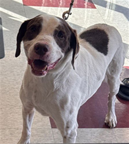 SHAGGY - French Brittany / Pit Bull Terrier available for adoption