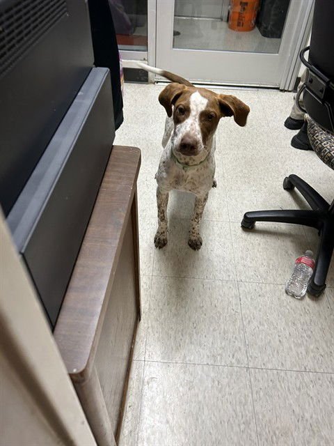 A216091 - Pointer available for adoption