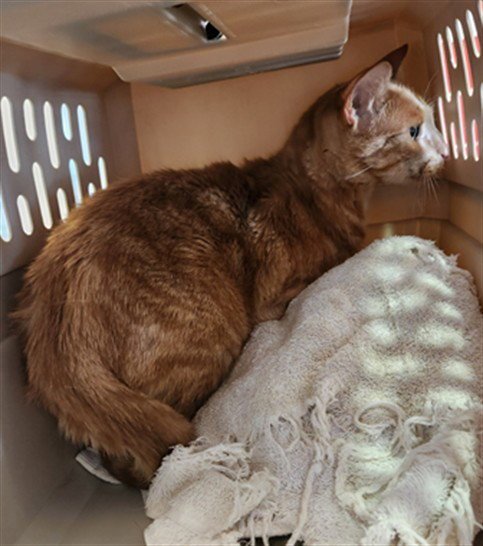 WALLY - Domestic Short Hair available for adoption