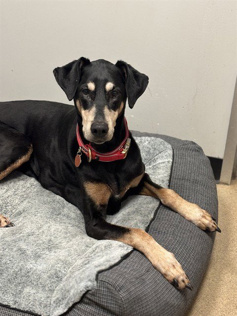 MOLLY - Doberman Pinscher available for adoption