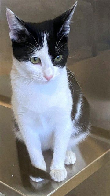 SUGAR - Domestic Short Hair available for adoption