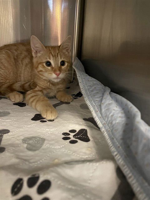 HAMISH - Domestic Short Hair available for adoption